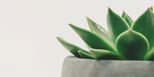 Close up of Aloe Vera plant in grey pot.