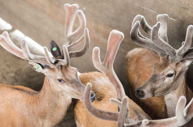 Deer antlers can grow up to 2cm per day.