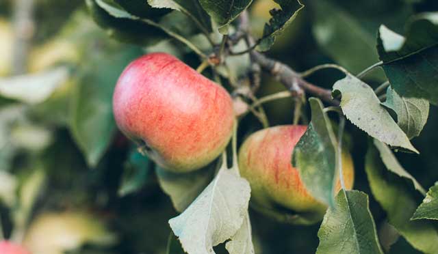 Organic Apple Cider Vinegar contains pectin, a soluble fibre found in high levels in apples.