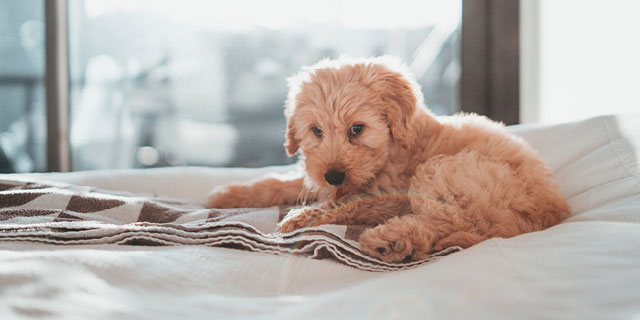 Dog lying on bed. Colloidal Silver can eliminate most pet odours from your soft furnishings without staining them.